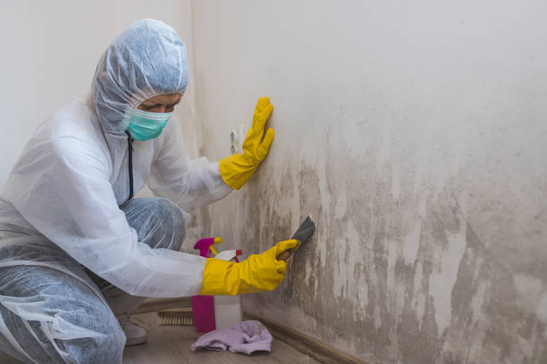Best Professional Mold Removal  in Pine Ridge, PA