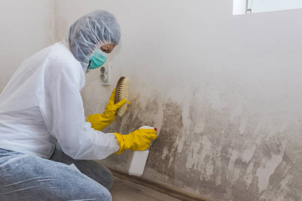 Best Same-Day Mold Removal  in Pine Ridge, PA