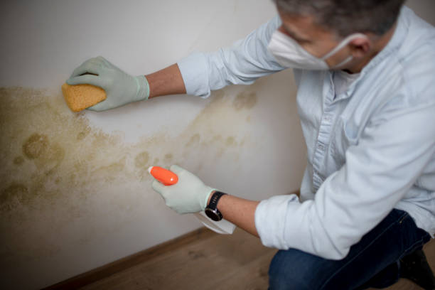 Trusted Pine Ridge, PA Mold Removal Experts