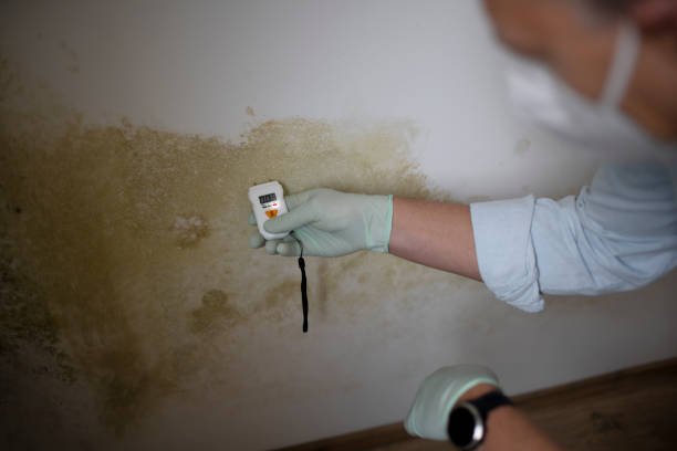Best Best Mold Removal Companies  in Pine Ridge, PA