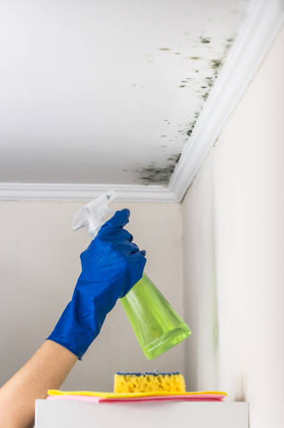 Best Local Mold Removal Service  in Pine Ridge, PA