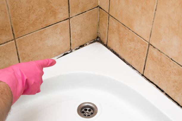 Best Commercial Mold Removal  in Pine Ridge, PA